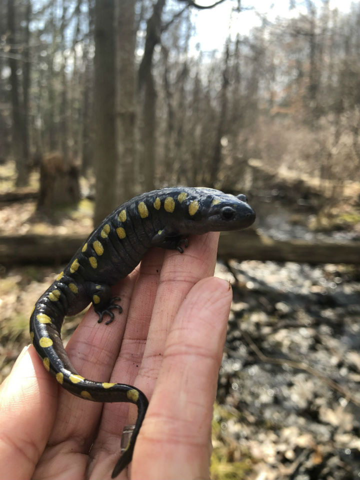 Spotted Salamander